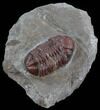 Red Barrandeops Trilobite - Hmar Laghdad, Morocco #39845-3
